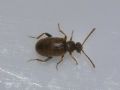Cobososia pruinosa